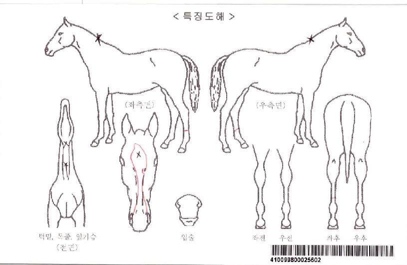 �θ�īī�ڸ��� ����,���,�޸�,�λ�,�ٸ��� Ư¡����