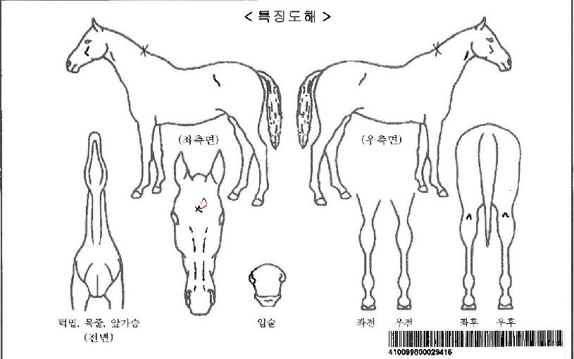 Ƽ�����帲�ڸ��� ����,���,�޸�,�λ�,�ٸ��� Ư¡����