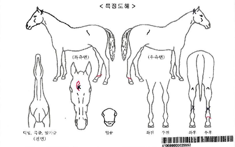 »ç¸¸´ÙġŸÀÚ¸¶ÀÇ Ãø¸é,¿ì¸é,µÞ¸é,µÎ»ó,´Ù¸®ÀÇ Æ¯Â¡µµÇØ