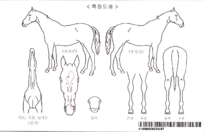 Áß¾Ó°øÁÖÀÚ¸¶ÀÇ Ãø¸é,¿ì¸é,µÞ¸é,µÎ»ó,´Ù¸®ÀÇ Æ¯Â¡µµÇØ