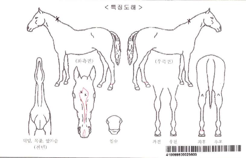 �ϴð����ڸ��� ����,���,�޸�,�λ�,�ٸ��� Ư¡����