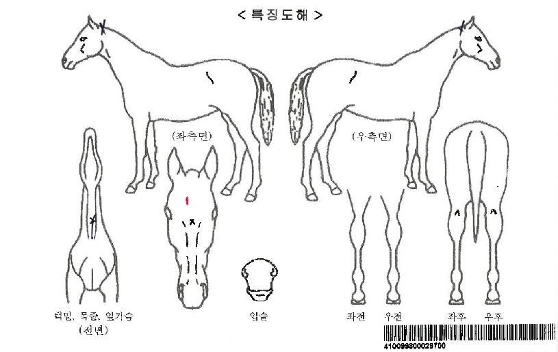 ���������Ƽ�ڸ��� ����,���,�޸�,�λ�,�ٸ��� Ư¡����