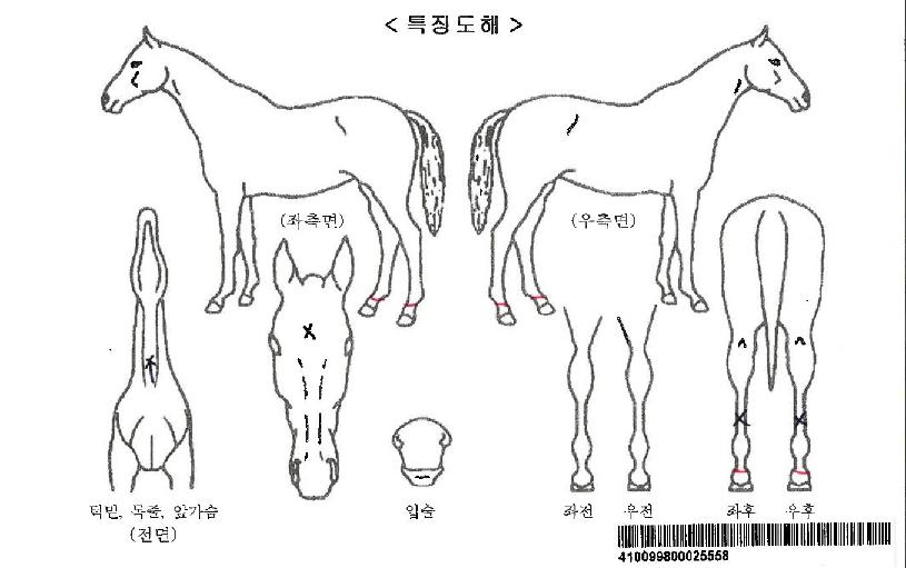 ÄýÅõÇÏÃ÷ÀÚ¸¶ÀÇ Ãø¸é,¿ì¸é,µÞ¸é,µÎ»ó,´Ù¸®ÀÇ Æ¯Â¡µµÇØ