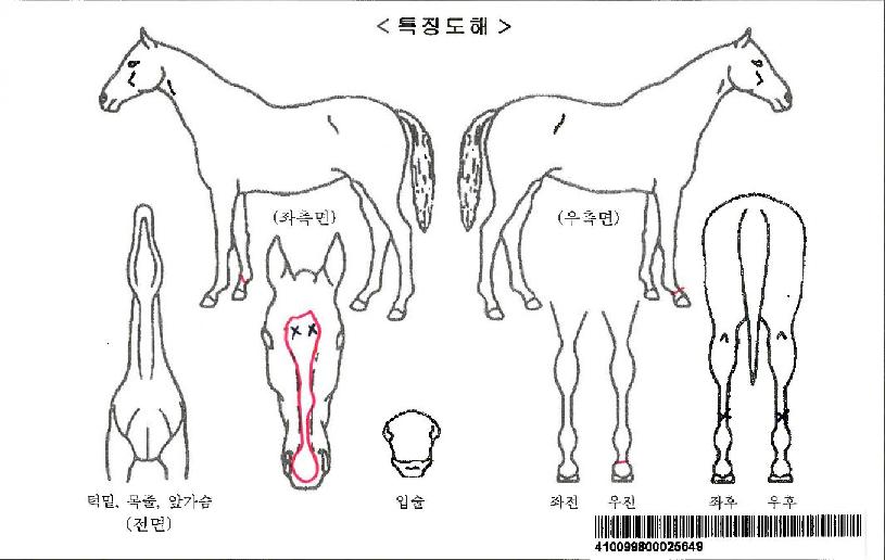 ��Ÿ��Ʈ�ڸ��� ����,���,�޸�,�λ�,�ٸ��� Ư¡����