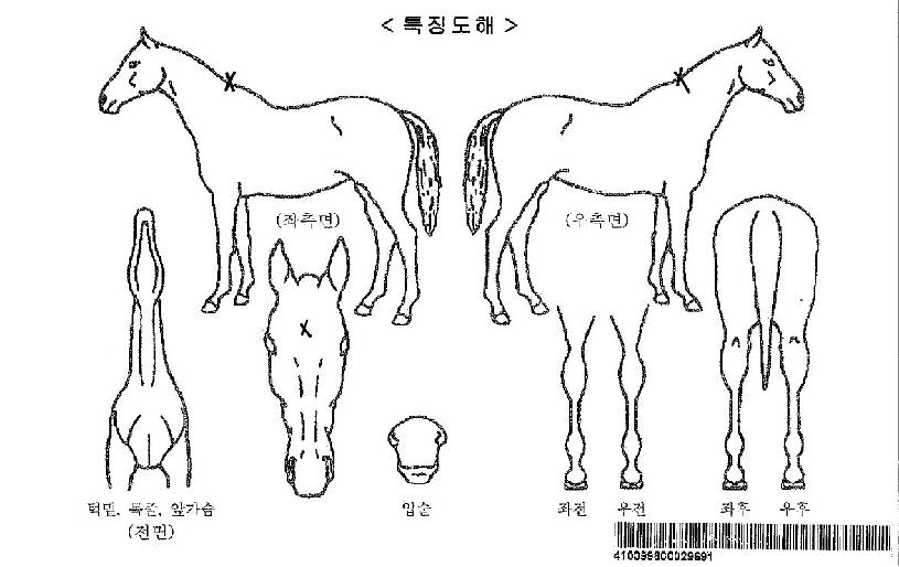 ±ÝºûȯÈñÀÚ¸¶ÀÇ Ãø¸é,¿ì¸é,µÞ¸é,µÎ»ó,´Ù¸®ÀÇ Æ¯Â¡µµÇØ