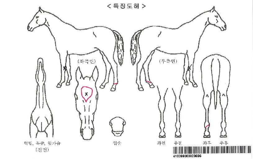 ½º¿ù¸µÀÚ¸¶ÀÇ Ãø¸é,¿ì¸é,µÞ¸é,µÎ»ó,´Ù¸®ÀÇ Æ¯Â¡µµÇØ