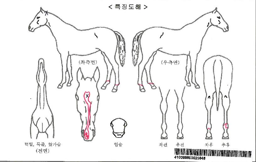 ºòŬ·¡½ÄÀÚ¸¶ÀÇ Ãø¸é,¿ì¸é,µÞ¸é,µÎ»ó,´Ù¸®ÀÇ Æ¯Â¡µµÇØ