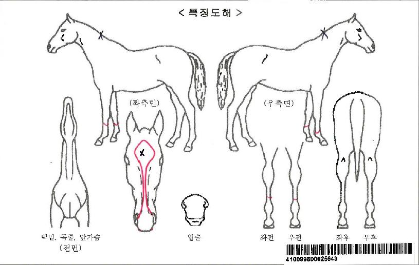 ´ç´ëÄýÀÚ¸¶ÀÇ Ãø¸é,¿ì¸é,µÞ¸é,µÎ»ó,´Ù¸®ÀÇ Æ¯Â¡µµÇØ