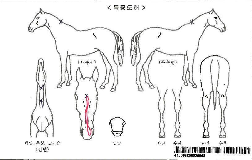 Á¦À̾˽ºÅ¸ÀÚ¸¶ÀÇ Ãø¸é,¿ì¸é,µÞ¸é,µÎ»ó,´Ù¸®ÀÇ Æ¯Â¡µµÇØ