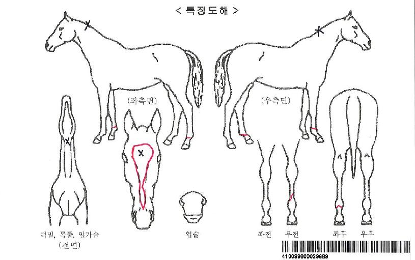 ¿ÀÄÉÀÌÄýÀÚ¸¶ÀÇ Ãø¸é,¿ì¸é,µÞ¸é,µÎ»ó,´Ù¸®ÀÇ Æ¯Â¡µµÇØ