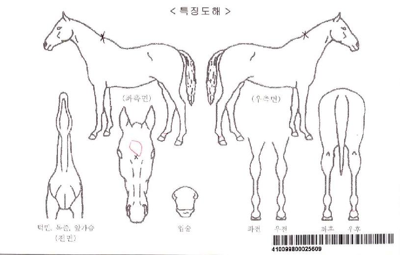 °©¿Àµå¸²ÀÚ¸¶ÀÇ Ãø¸é,¿ì¸é,µÞ¸é,µÎ»ó,´Ù¸®ÀÇ Æ¯Â¡µµÇØ