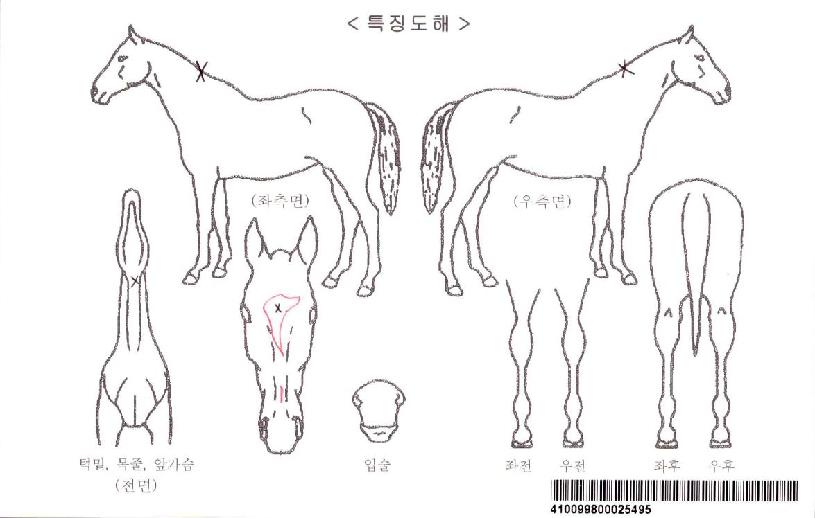 �����̾�����ڸ��� ����,���,�޸�,�λ�,�ٸ��� Ư¡����