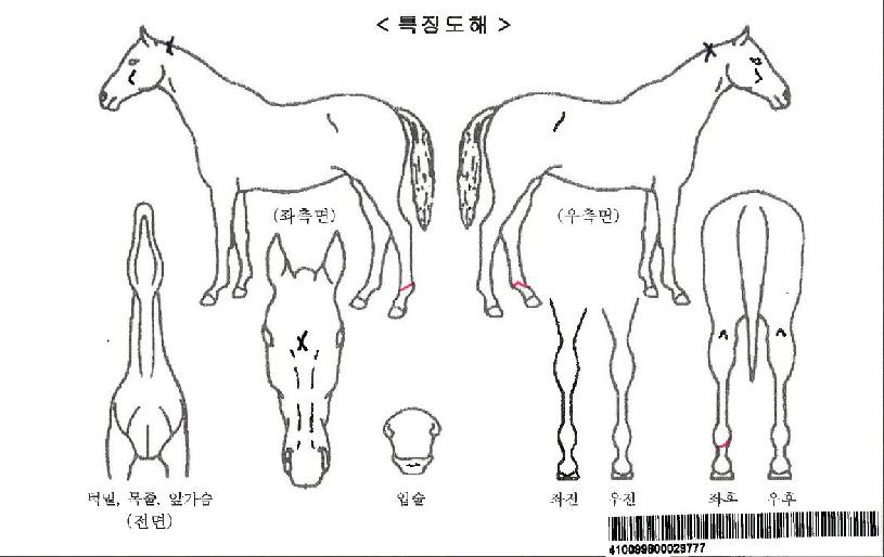 �ܴ�Ʈ���ڸ��� ����,���,�޸�,�λ�,�ٸ��� Ư¡����