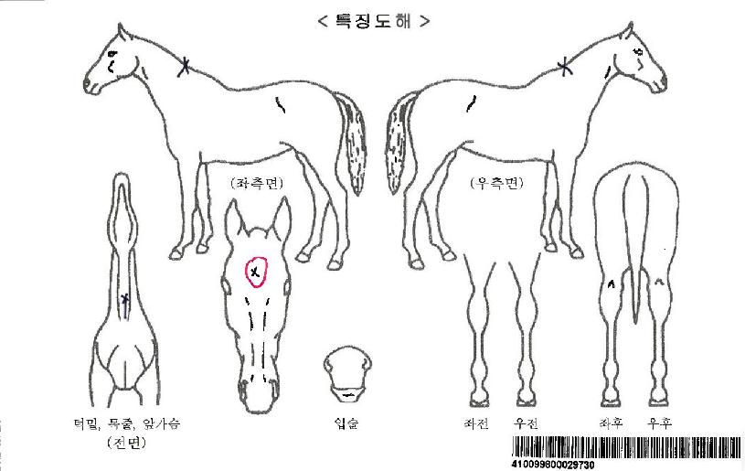 ���ļ۴��ڸ��� ����,���,�޸�,�λ�,�ٸ��� Ư¡����