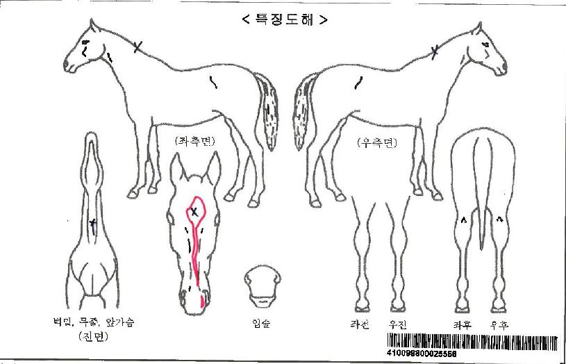 ÄüÆäÀÌÀÚ¸¶ÀÇ Ãø¸é,¿ì¸é,µÞ¸é,µÎ»ó,´Ù¸®ÀÇ Æ¯Â¡µµÇØ