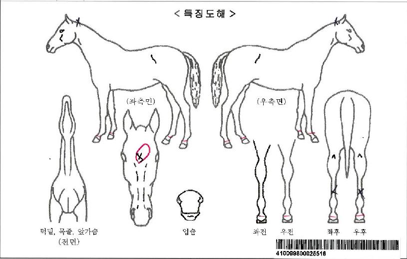 ¸ÅÁ÷ÈúÀÚ¸¶ÀÇ Ãø¸é,¿ì¸é,µÞ¸é,µÎ»ó,´Ù¸®ÀÇ Æ¯Â¡µµÇØ