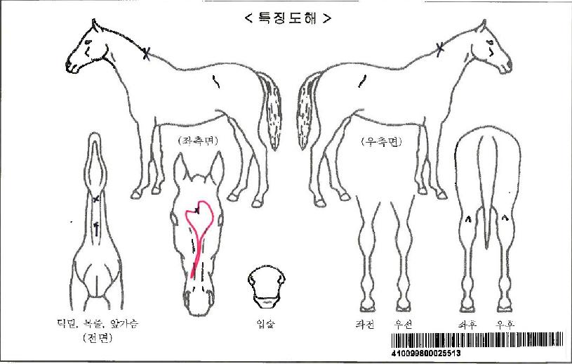 ���ɽ�Ʈ��Ʈ�ڸ��� ����,���,�޸�,�λ�,�ٸ��� Ư¡����