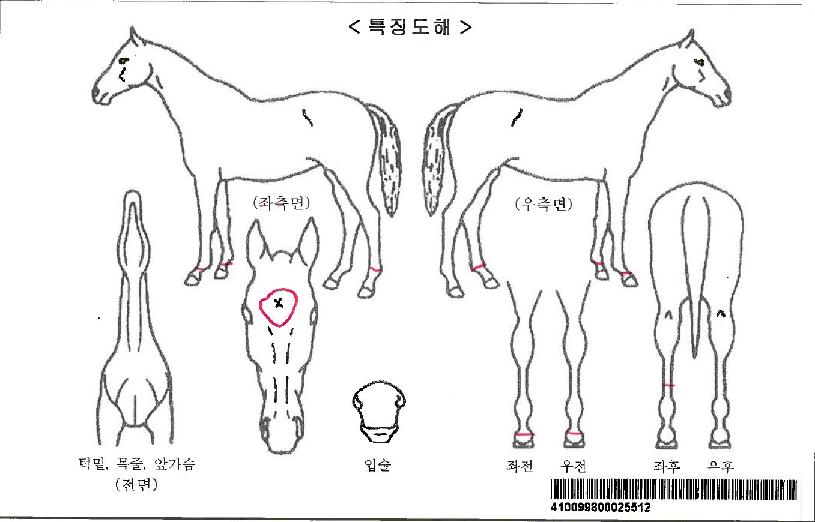 ���̻��ڸ��� ����,���,�޸�,�λ�,�ٸ��� Ư¡����