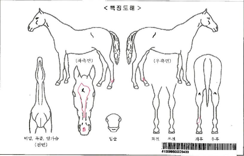 Æ÷¸®½ºÆ®ÀεðÀÚ¸¶ÀÇ Ãø¸é,¿ì¸é,µÞ¸é,µÎ»ó,´Ù¸®ÀÇ Æ¯Â¡µµÇØ