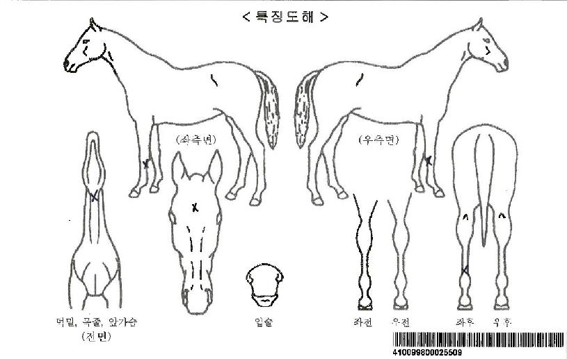 Áý½ÃĸÄÄÆÛ´ÏÀÚ¸¶ÀÇ Ãø¸é,¿ì¸é,µÞ¸é,µÎ»ó,´Ù¸®ÀÇ Æ¯Â¡µµÇØ