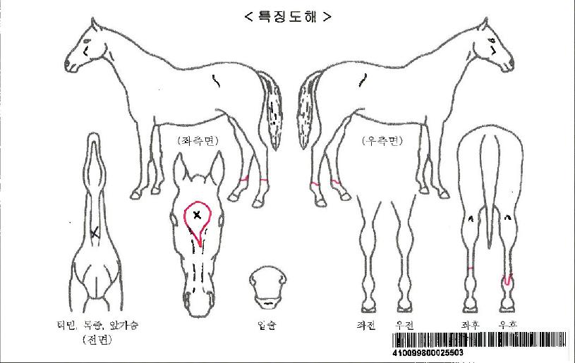 ³ëºíº¼Æ®ÀÚ¸¶ÀÇ Ãø¸é,¿ì¸é,µÞ¸é,µÎ»ó,´Ù¸®ÀÇ Æ¯Â¡µµÇØ