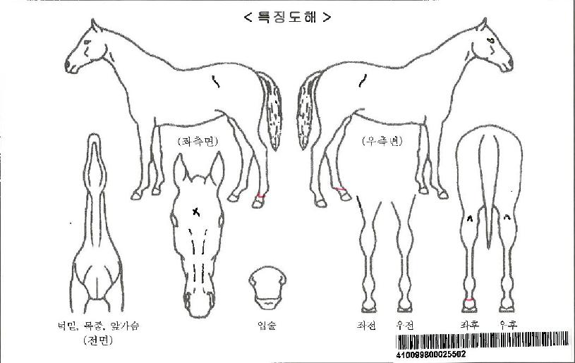 ���������ι̽��ڸ��� ����,���,�޸�,�λ�,�ٸ��� Ư¡����