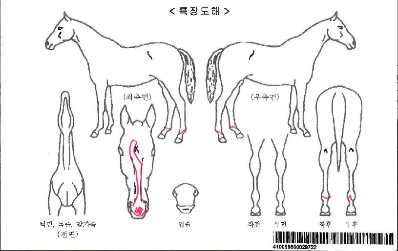 ¼±°¡µð½ºÀÚ¸¶ÀÇ Ãø¸é,¿ì¸é,µÞ¸é,µÎ»ó,´Ù¸®ÀÇ Æ¯Â¡µµÇØ