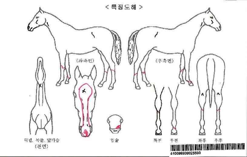 ½Â¸®»ç¶ûÀÚ¸¶ÀÇ Ãø¸é,¿ì¸é,µÞ¸é,µÎ»ó,´Ù¸®ÀÇ Æ¯Â¡µµÇØ