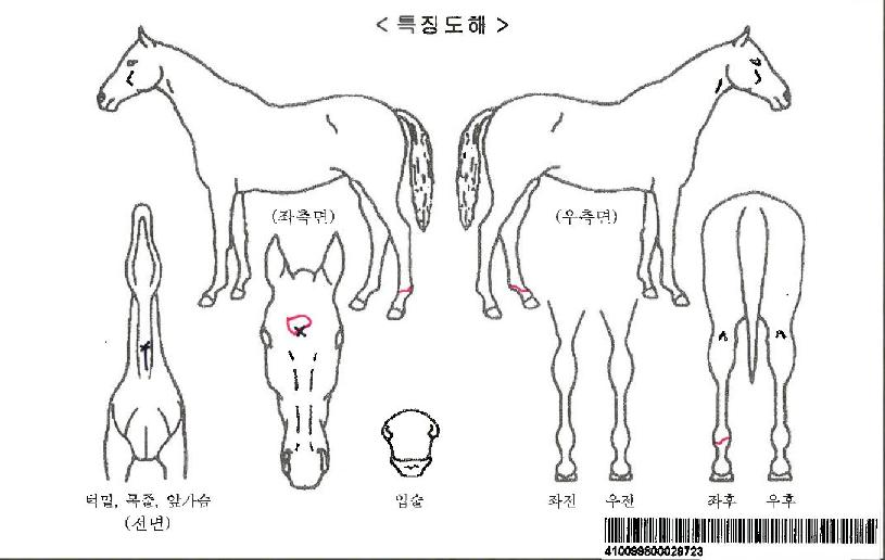 ·Î¿Ä«¿ìÀÚ¸¶ÀÇ Ãø¸é,¿ì¸é,µÞ¸é,µÎ»ó,´Ù¸®ÀÇ Æ¯Â¡µµÇØ