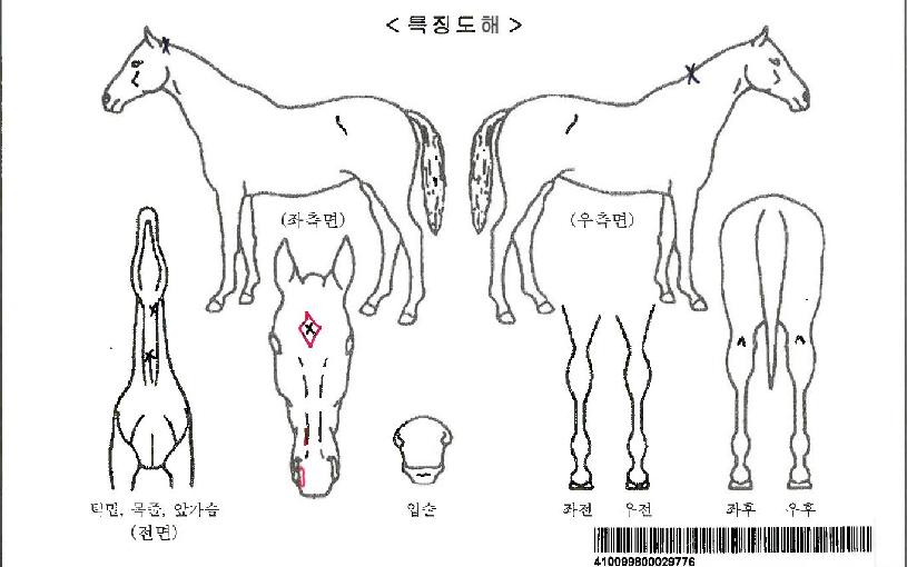 À§½ºÆÛÀ§½ÃÀÚ¸¶ÀÇ Ãø¸é,¿ì¸é,µÞ¸é,µÎ»ó,´Ù¸®ÀÇ Æ¯Â¡µµÇØ