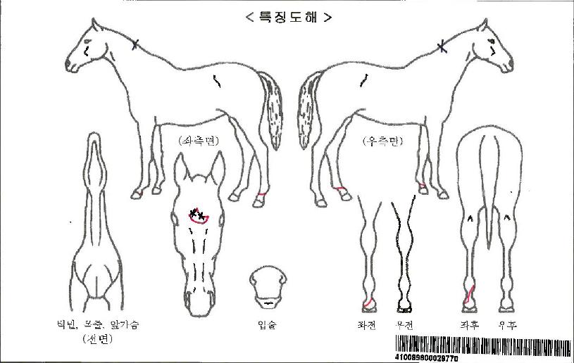 ·¯ºí¸®Å¬·¡½ÄÀÚ¸¶ÀÇ Ãø¸é,¿ì¸é,µÞ¸é,µÎ»ó,´Ù¸®ÀÇ Æ¯Â¡µµÇØ