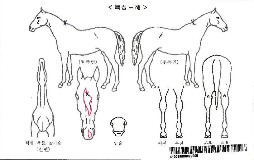 �����ö���ڸ��� ����,���,�޸�,�λ�,�ٸ��� Ư¡����