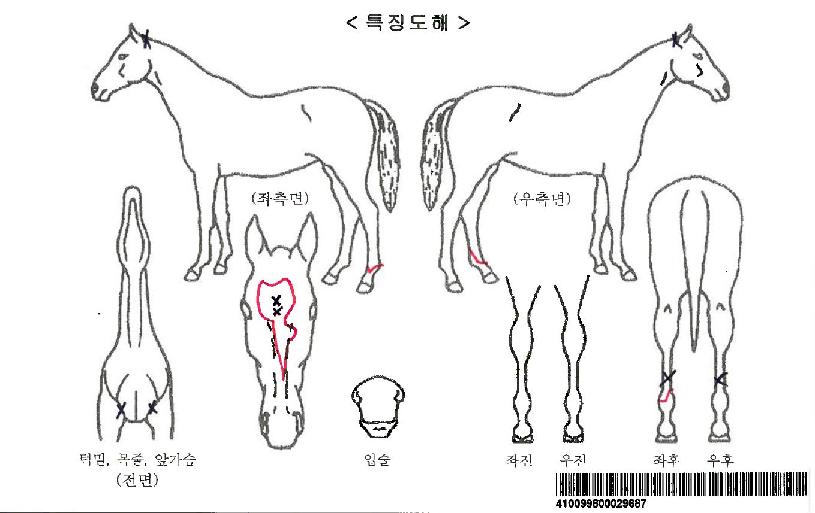 ��극��ũ�ڸ��� ����,���,�޸�,�λ�,�ٸ��� Ư¡����