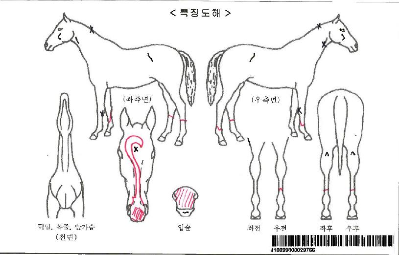 ��罺����Ʈ�ڸ��� ����,���,�޸�,�λ�,�ٸ��� Ư¡����