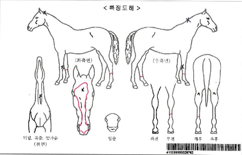 ¼Ä¡Æ÷»õ¹ÌÀÚ¸¶ÀÇ Ãø¸é,¿ì¸é,µÞ¸é,µÎ»ó,´Ù¸®ÀÇ Æ¯Â¡µµÇØ