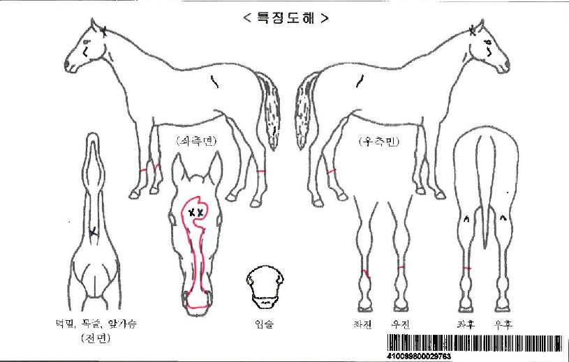 ½ºÇǸ´Æ¼µå¹Ì½ºÀÚ¸¶ÀÇ Ãø¸é,¿ì¸é,µÞ¸é,µÎ»ó,´Ù¸®ÀÇ Æ¯Â¡µµÇØ