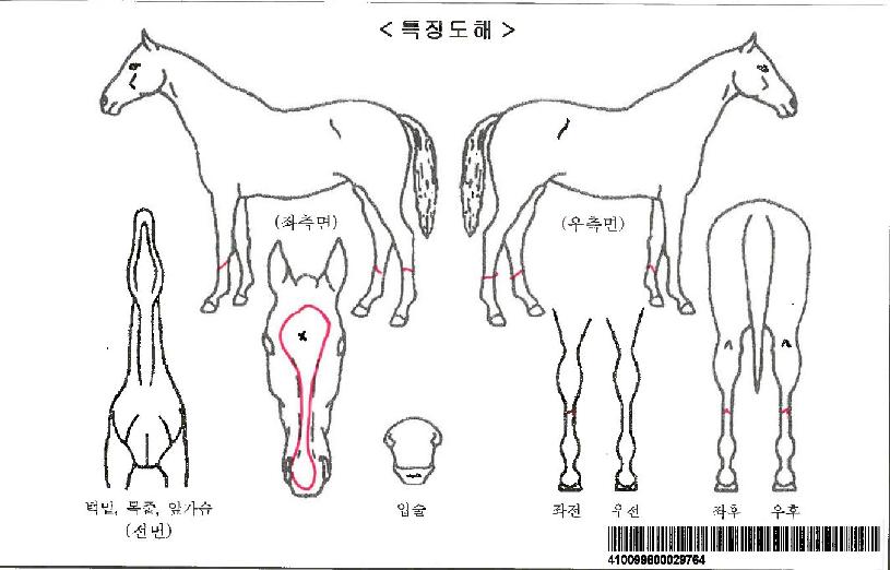 Áúdz´ë¼¼ÀÚ¸¶ÀÇ Ãø¸é,¿ì¸é,µÞ¸é,µÎ»ó,´Ù¸®ÀÇ Æ¯Â¡µµÇØ