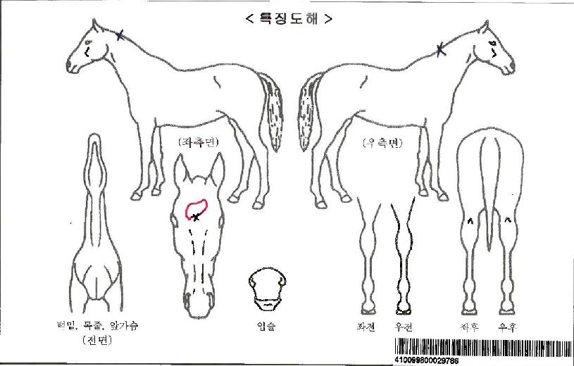 Ä«È÷ÄÚÀÚ¸¶ÀÇ Ãø¸é,¿ì¸é,µÞ¸é,µÎ»ó,´Ù¸®ÀÇ Æ¯Â¡µµÇØ