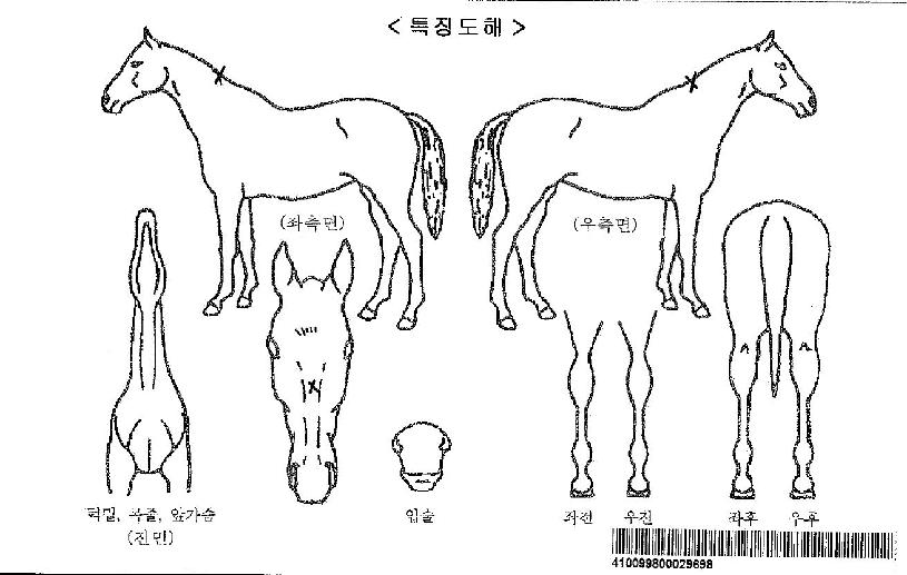 ���̾𰶷����ڸ��� ����,���,�޸�,�λ�,�ٸ��� Ư¡����