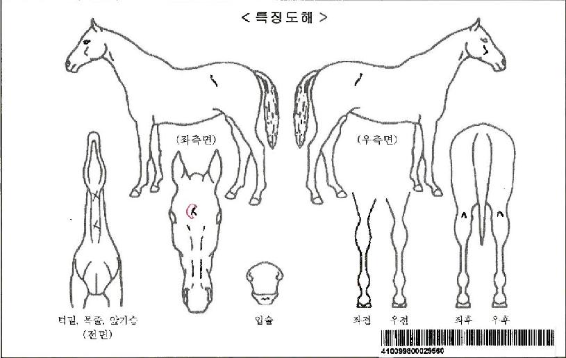 Ʈ�����;�Ʈ�ڸ��� ����,���,�޸�,�λ�,�ٸ��� Ư¡����