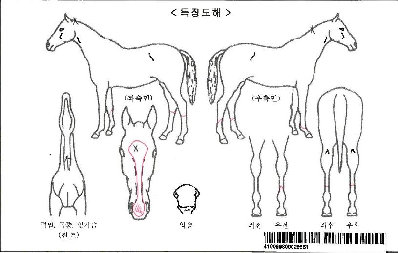 �޸����ڸ��� ����,���,�޸�,�λ�,�ٸ��� Ư¡����