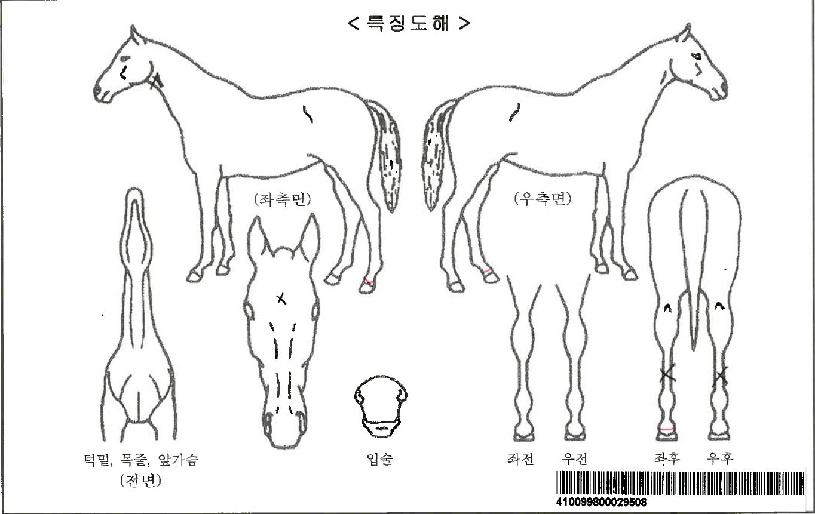 �̳�˰��ڸ��� ����,���,�޸�,�λ�,�ٸ��� Ư¡����