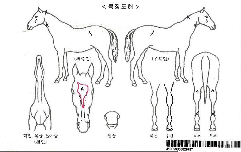 ���ں����ڸ��� ����,���,�޸�,�λ�,�ٸ��� Ư¡����