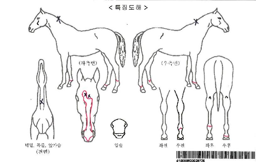 ¸®»çÀÚ¸¶ÀÇ Ãø¸é,¿ì¸é,µÞ¸é,µÎ»ó,´Ù¸®ÀÇ Æ¯Â¡µµÇØ