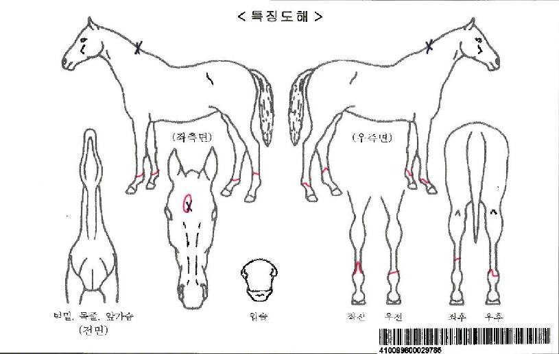 ���۴��̾��ڸ��� ����,���,�޸�,�λ�,�ٸ��� Ư¡����