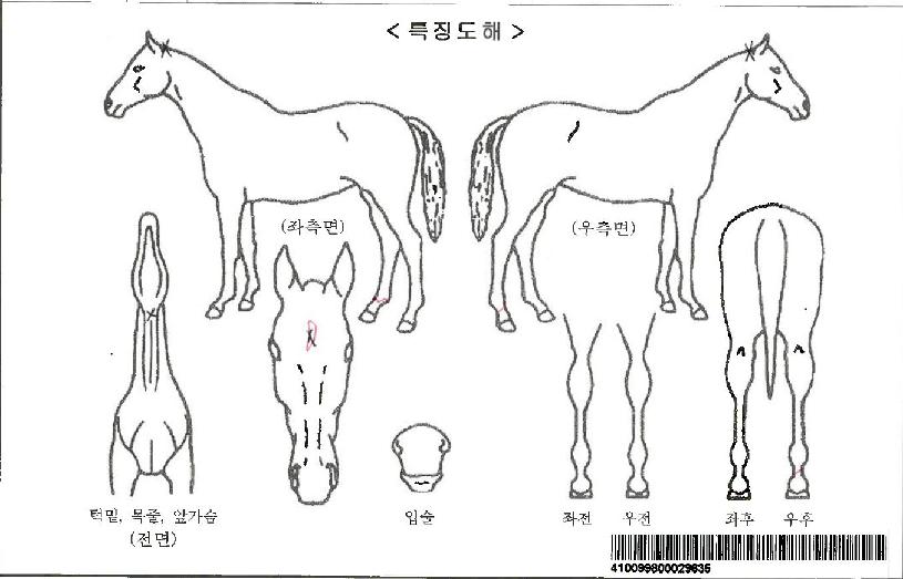 Çϸð´ÏÀ©µåÀÚ¸¶ÀÇ Ãø¸é,¿ì¸é,µÞ¸é,µÎ»ó,´Ù¸®ÀÇ Æ¯Â¡µµÇØ