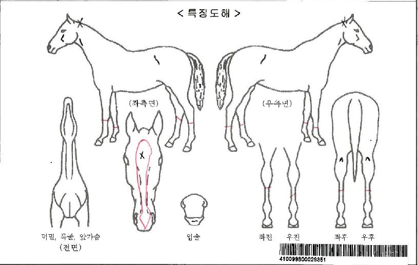 ���Ƽҽ���Ʈ�ڸ��� ����,���,�޸�,�λ�,�ٸ��� Ư¡����