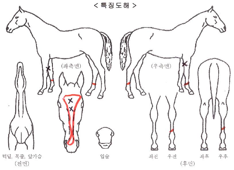 ½ºÄ«À̶ó¶óÀÚ¸¶ÀÇ Ãø¸é,¿ì¸é,µÞ¸é,µÎ»ó,´Ù¸®ÀÇ Æ¯Â¡µµÇØ