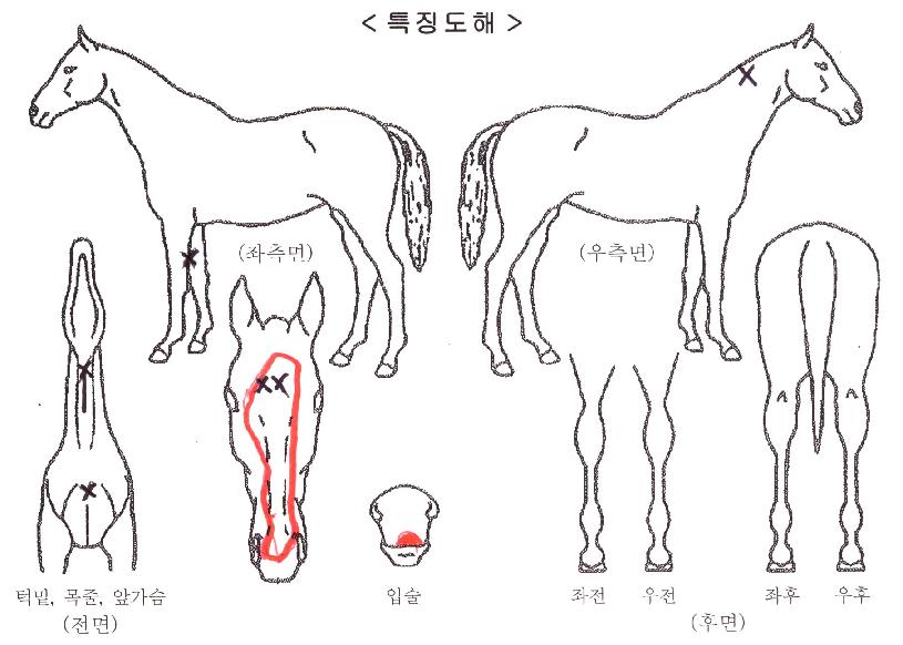 Æ÷Ãß´ÏÆ²¸®ÀÚ¸¶ÀÇ Ãø¸é,¿ì¸é,µÞ¸é,µÎ»ó,´Ù¸®ÀÇ Æ¯Â¡µµÇØ