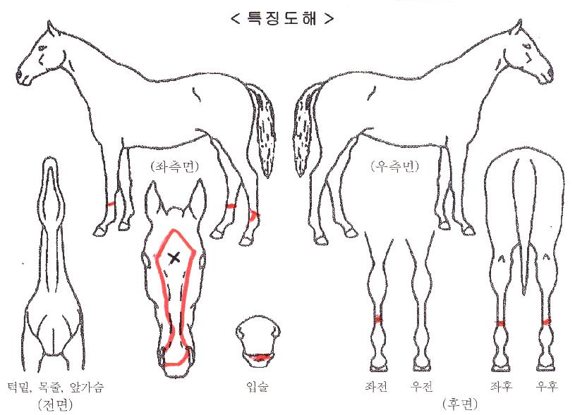 ���̼����ڸ��� ����,���,�޸�,�λ�,�ٸ��� Ư¡����